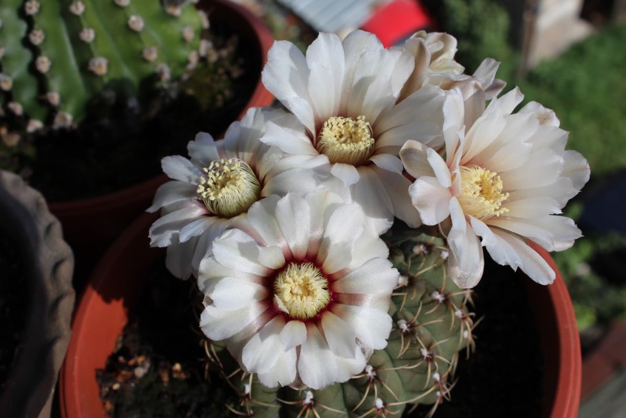 Gymnocalycium baldianum VG 183