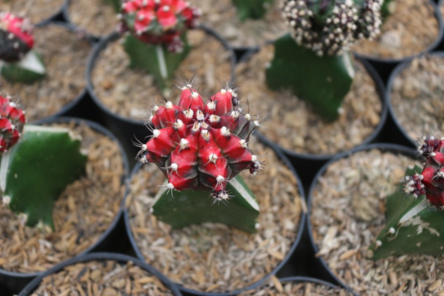 Gymnocalycium ragonesii l472