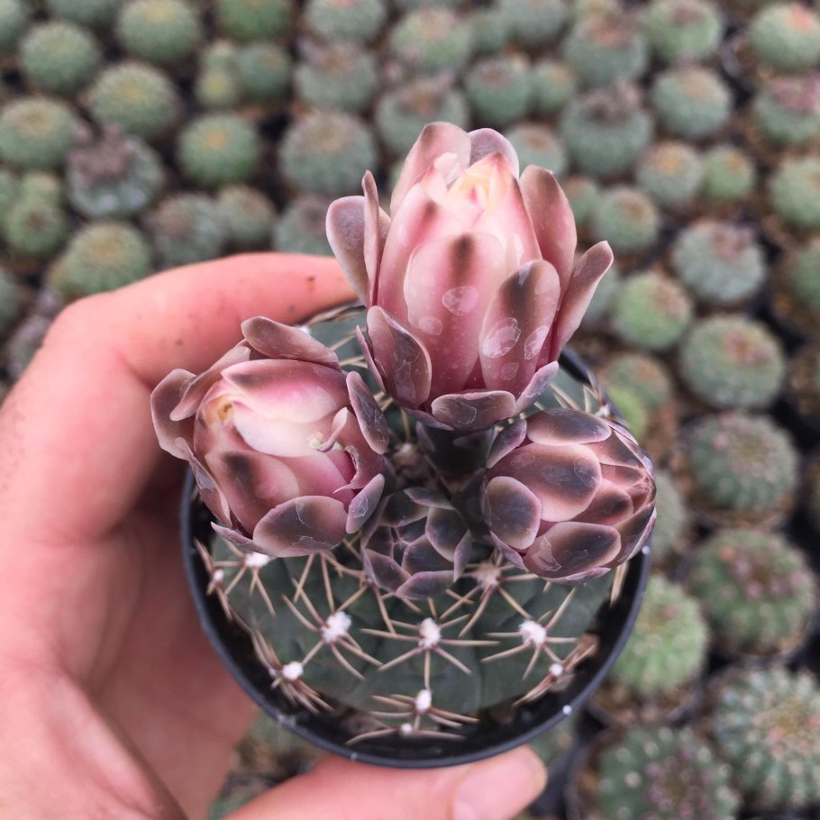 Гимнокалициум квелианум