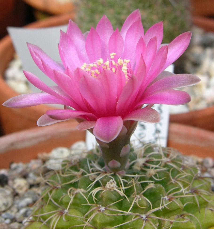 Гимнокалициум многоцветковый