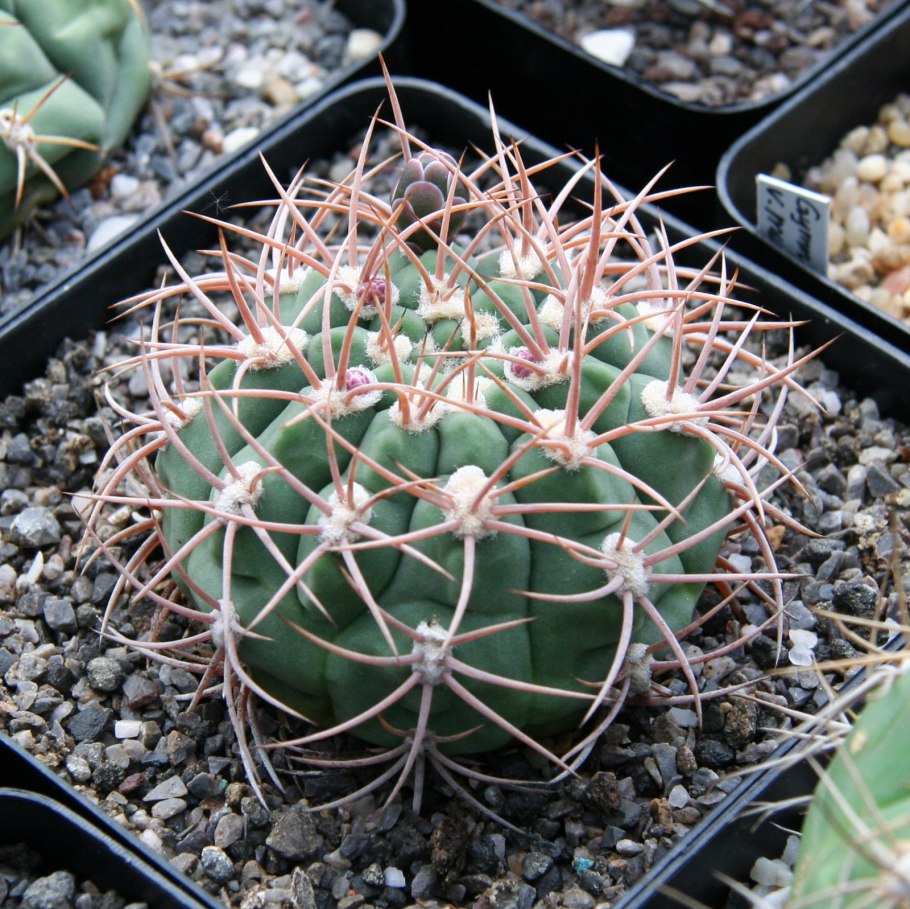 Gymnocalycium ambatoense