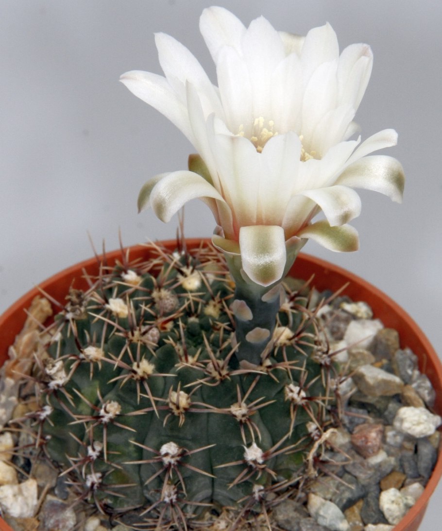 Стеллатум флависпинум Гимнокалициум