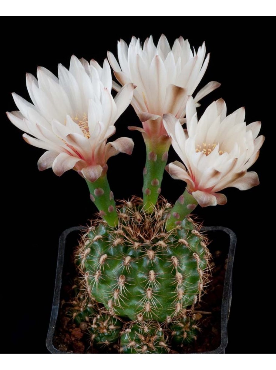 Гимнокалициум Михановича полосатый