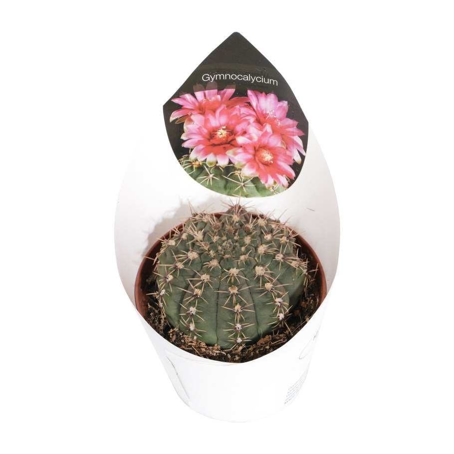 Гимнокалициум Бальда Бальда