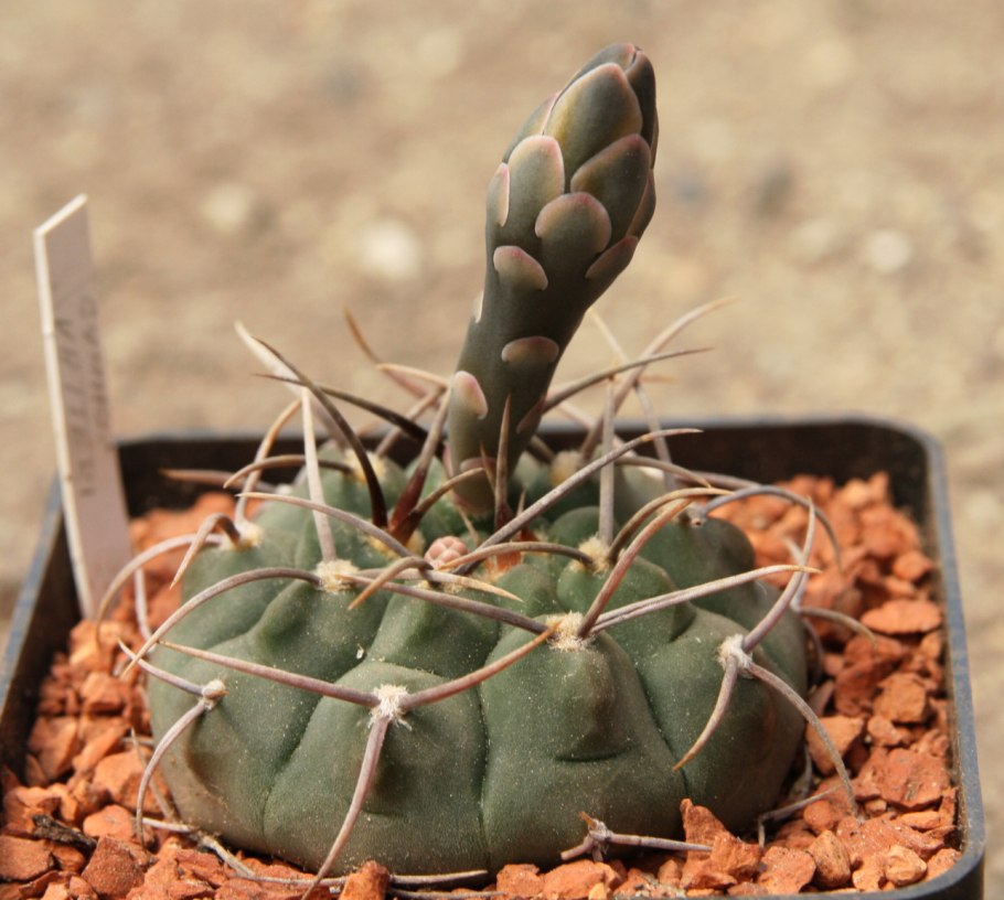 Gymnocalycium quehlianum Jo 306