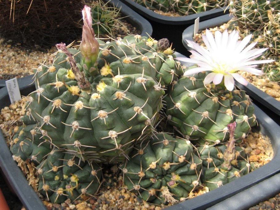 Gymnocalycium mucidum,p36