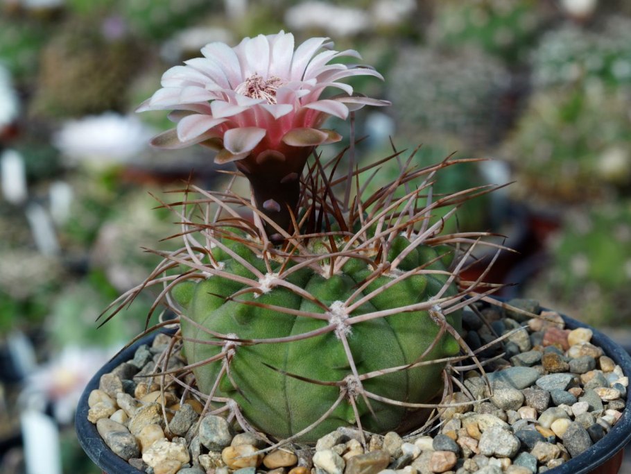 Гимнокалициум месопотамикум