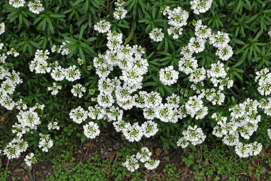 Иберис Гибралтарский 'lavish'