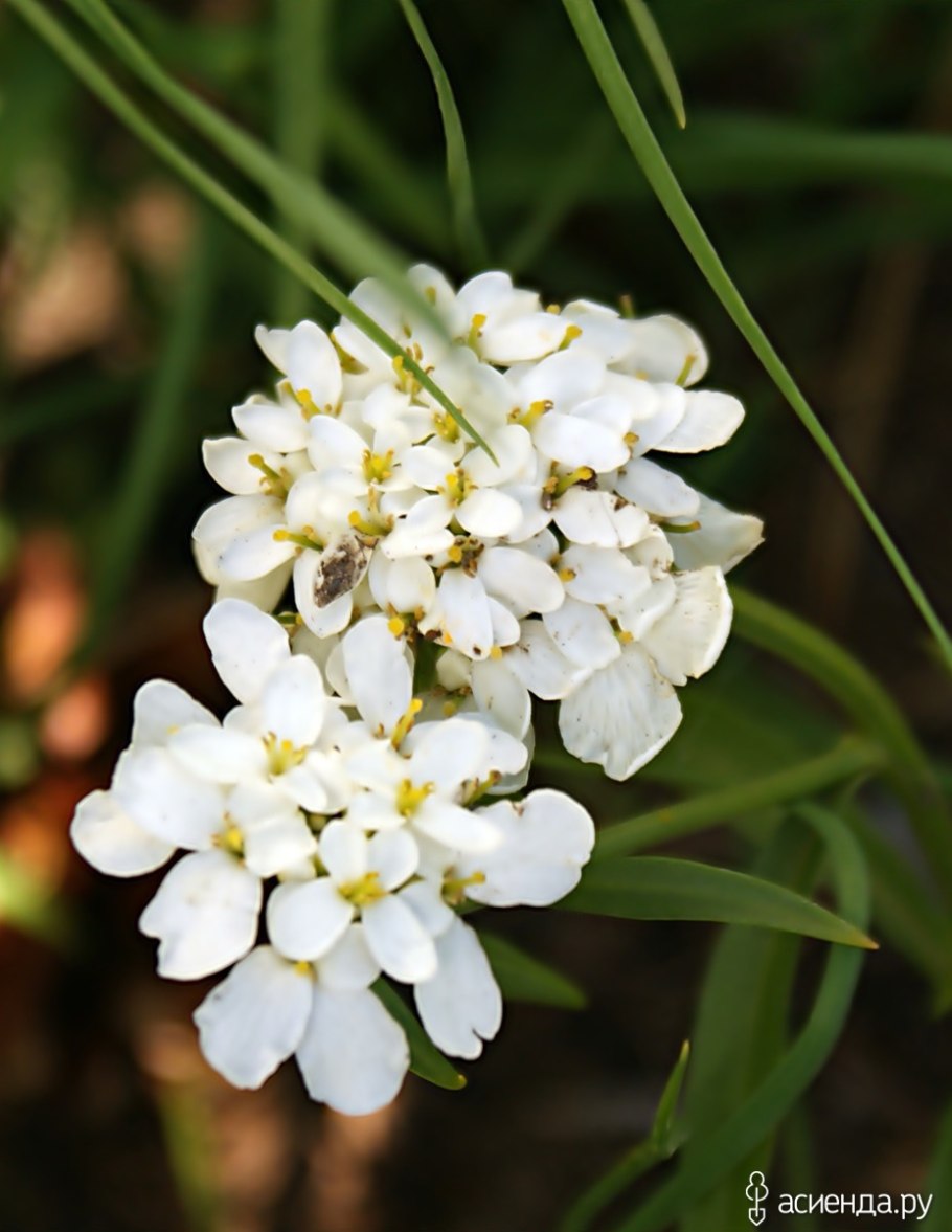 Иберис зончатый