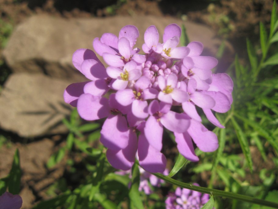 Иберис (Стенник)