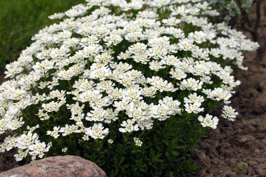 Иберис аметист