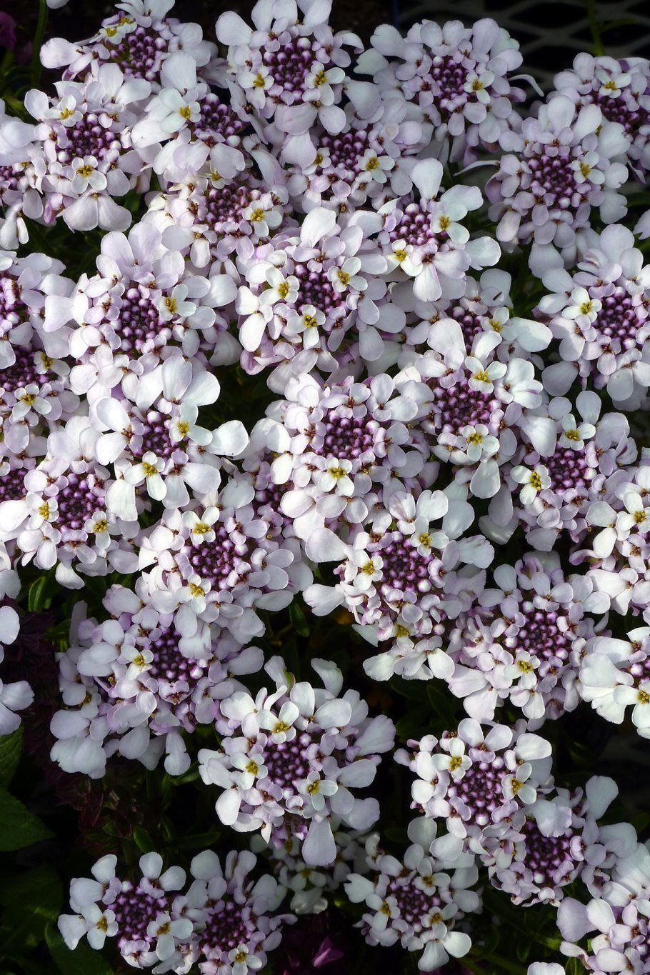 Иберис зонтичный