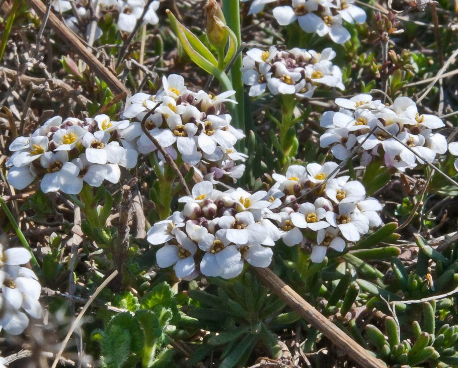 Иберис saxatilis