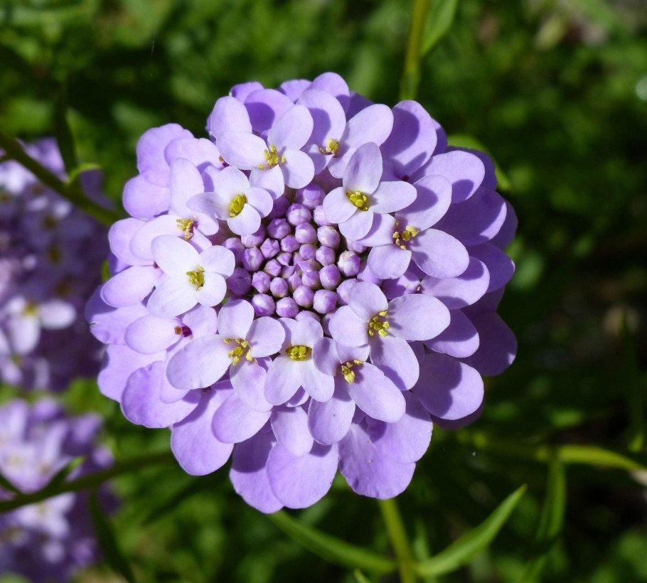 Иберис (Стенник) — Iberis