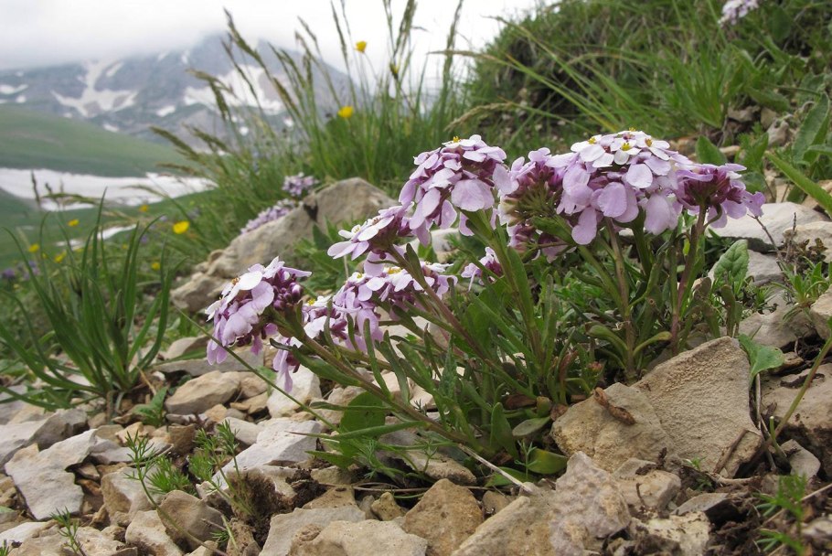 Иберис Скалистый