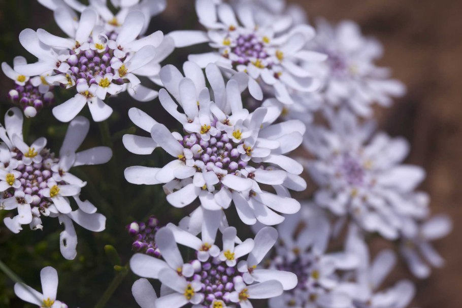 Иберис зончатый