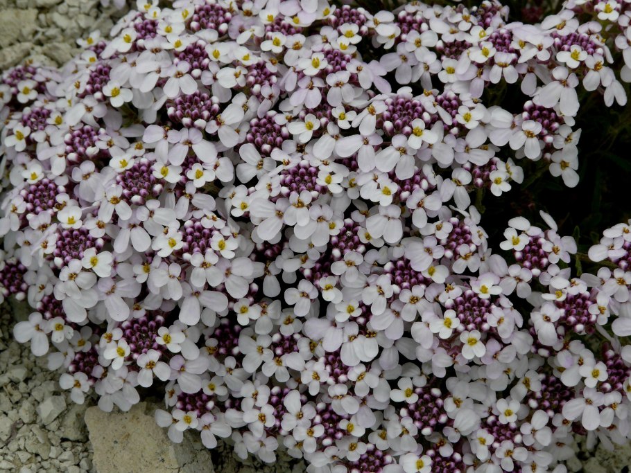 Иберис Скалистый