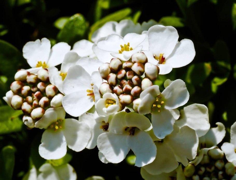 Ботанические иллюстрации иберийка горькая