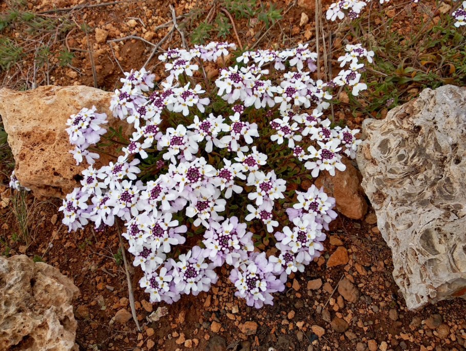 Иберис Крымский многолетний