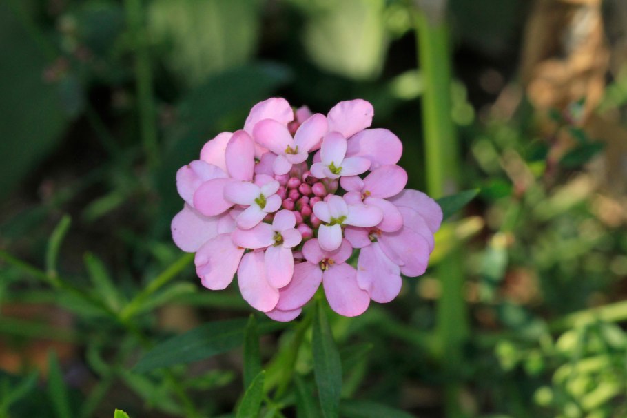 Иберис Сноуфлейк белый