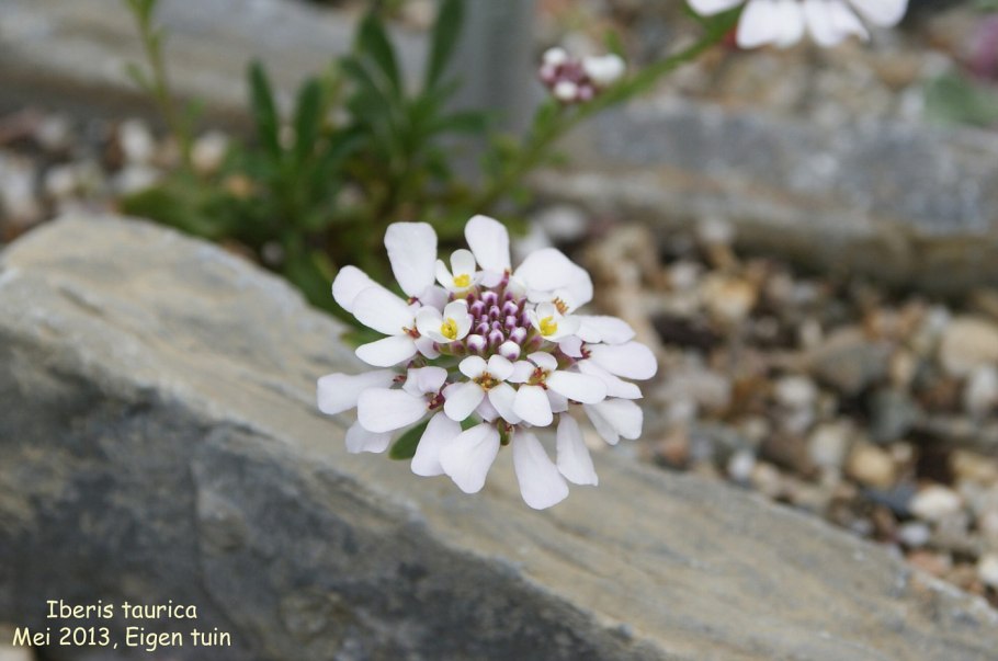 Иберийка оштенская