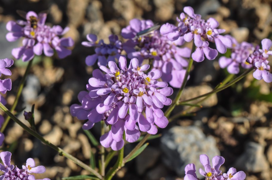 Иберис ясколка