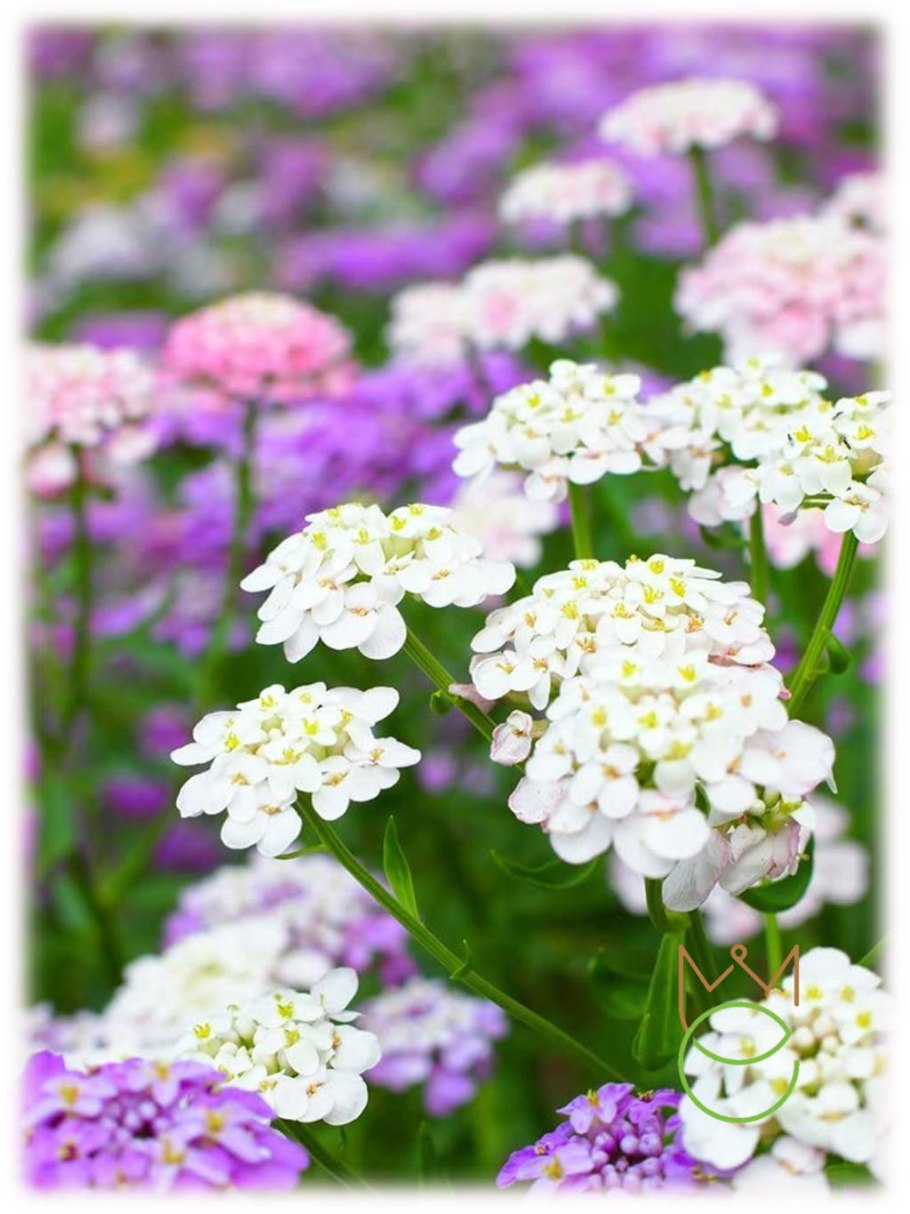 Иберис умбеллата