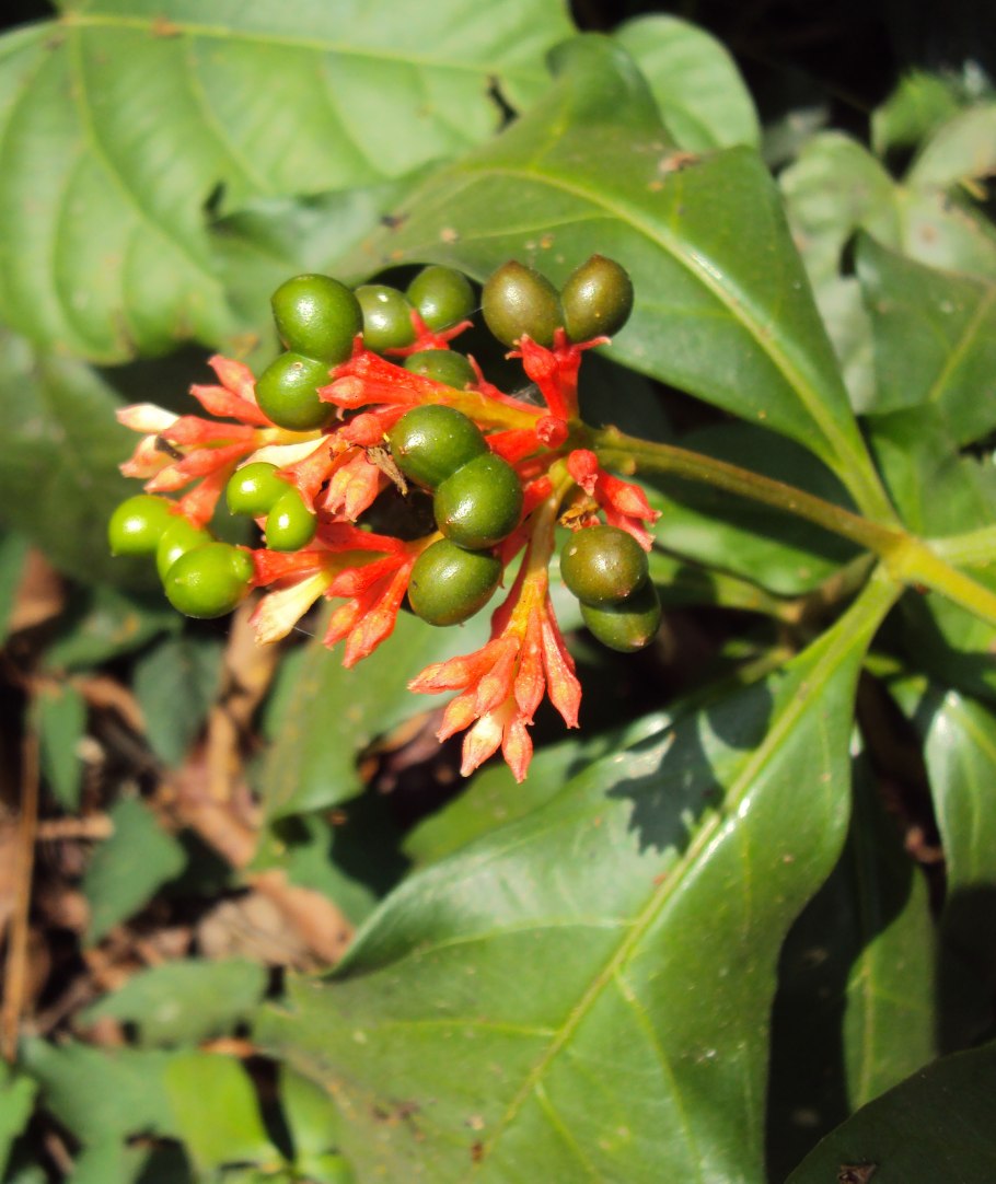 Раувольфия змеевидная