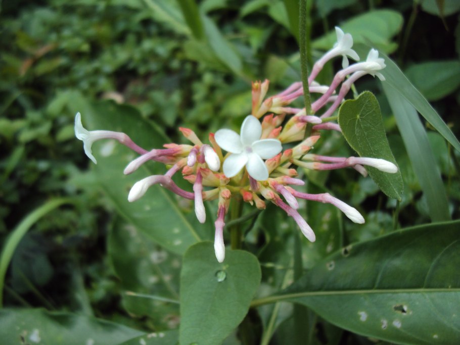 Раувольфия змеевидная