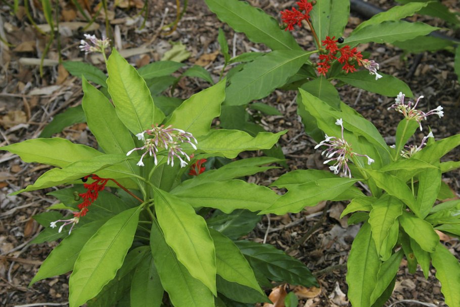 Раувольфия серпентина