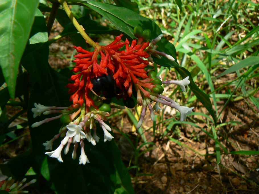 Раувольфия змеевидная