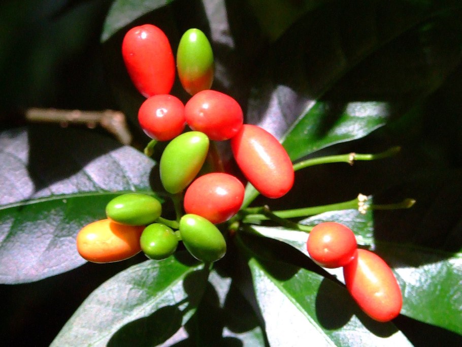 Rauwolfia serpentine растение