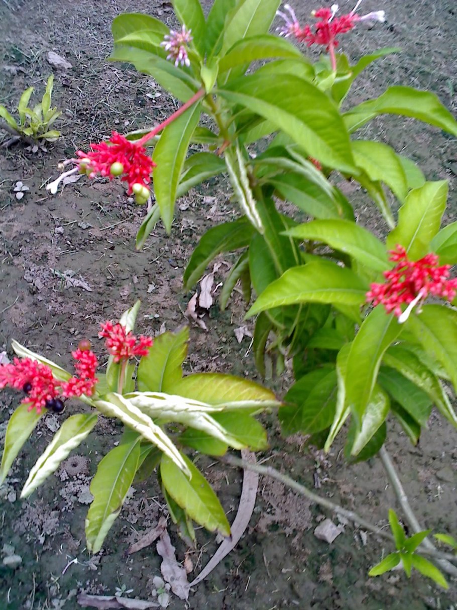 Indian Snakeroot - раувольфия змеиная