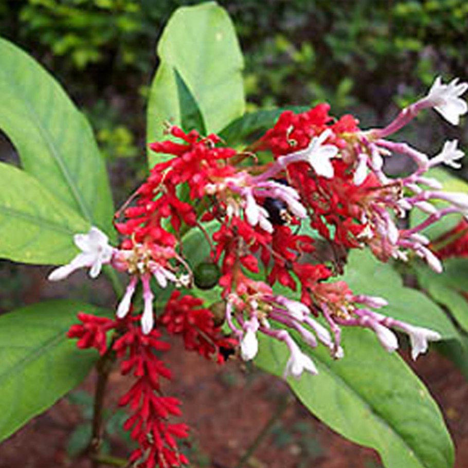 Раувольфия змеиная Фармакогнозия