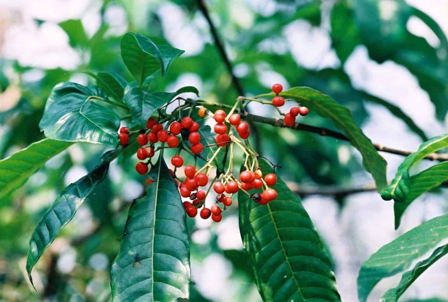 Растение раувольфия