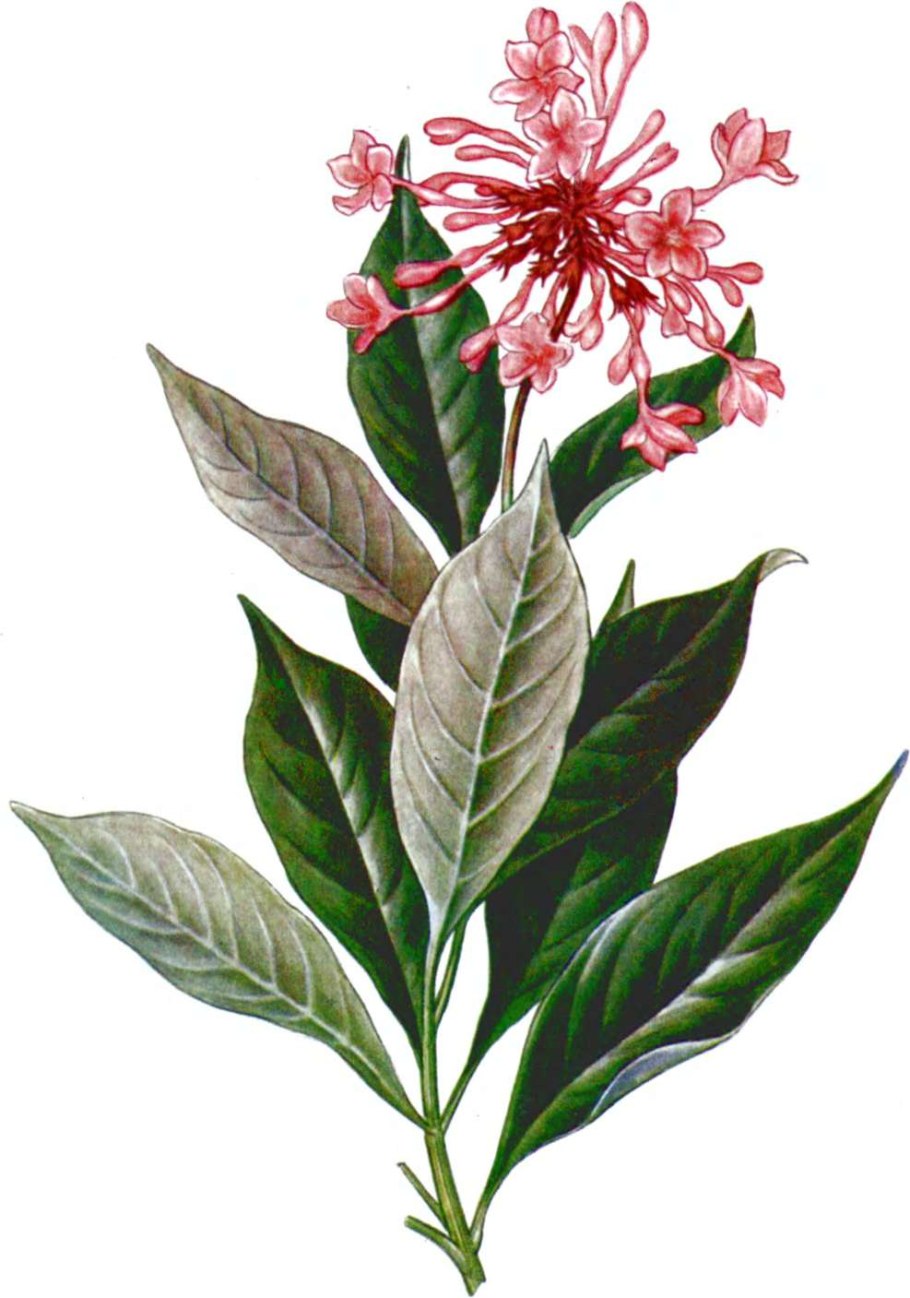 Раувольфия змеевидная