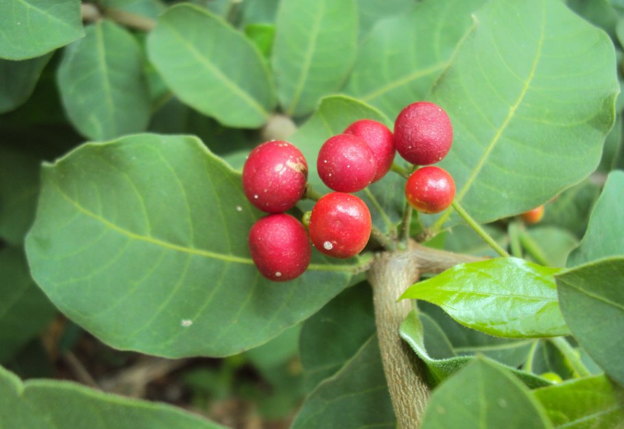 Раувольфия змеиная ГФ