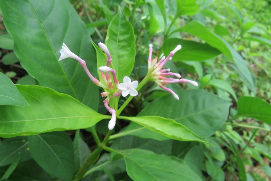 Мансоа Рувольфия Маркея