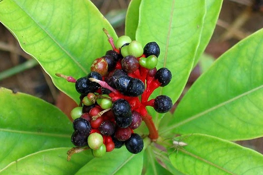 Корни раувольфии змеиной