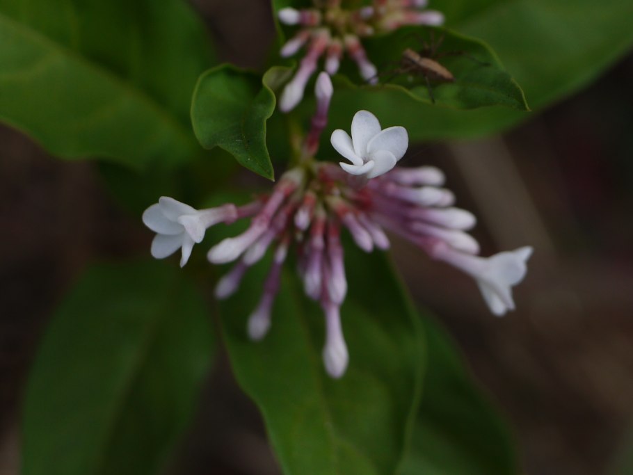 Алкалоид раувольфии