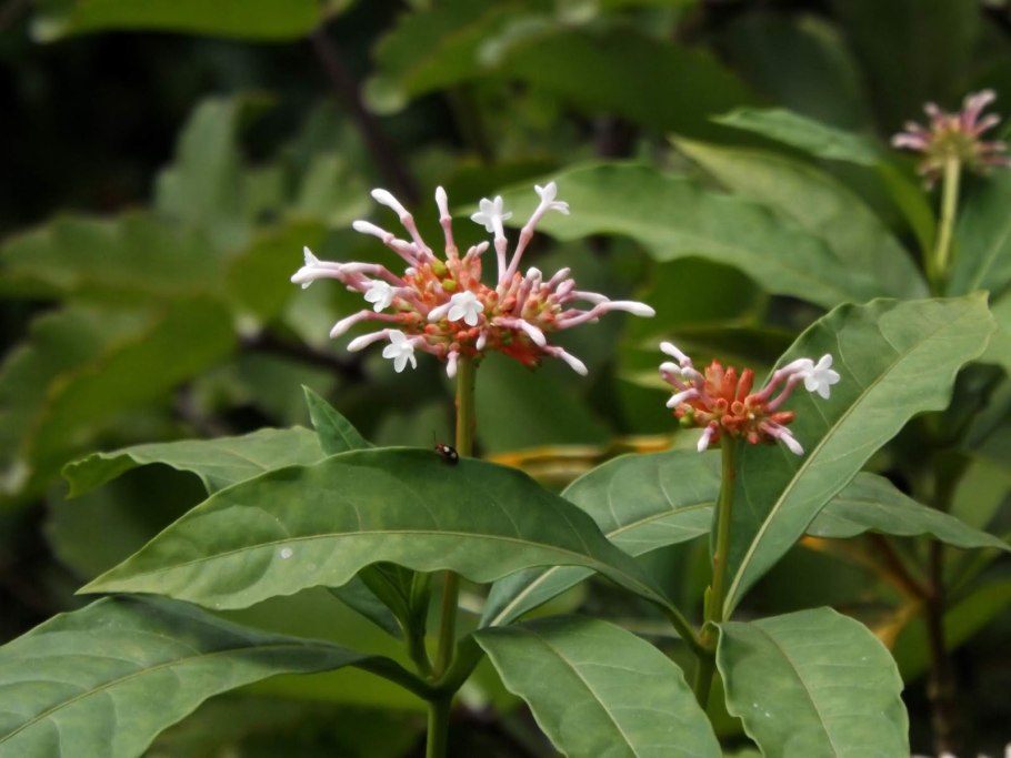 Раувольфия змеиная ЛРС