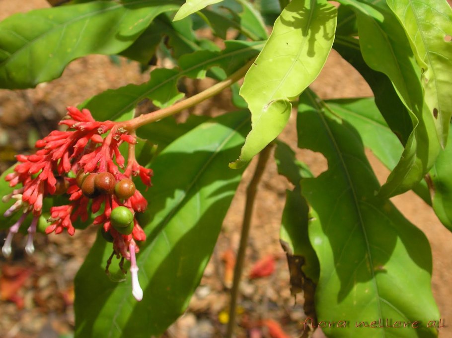 Раувольфия змеиная Rauwolfia serpentine