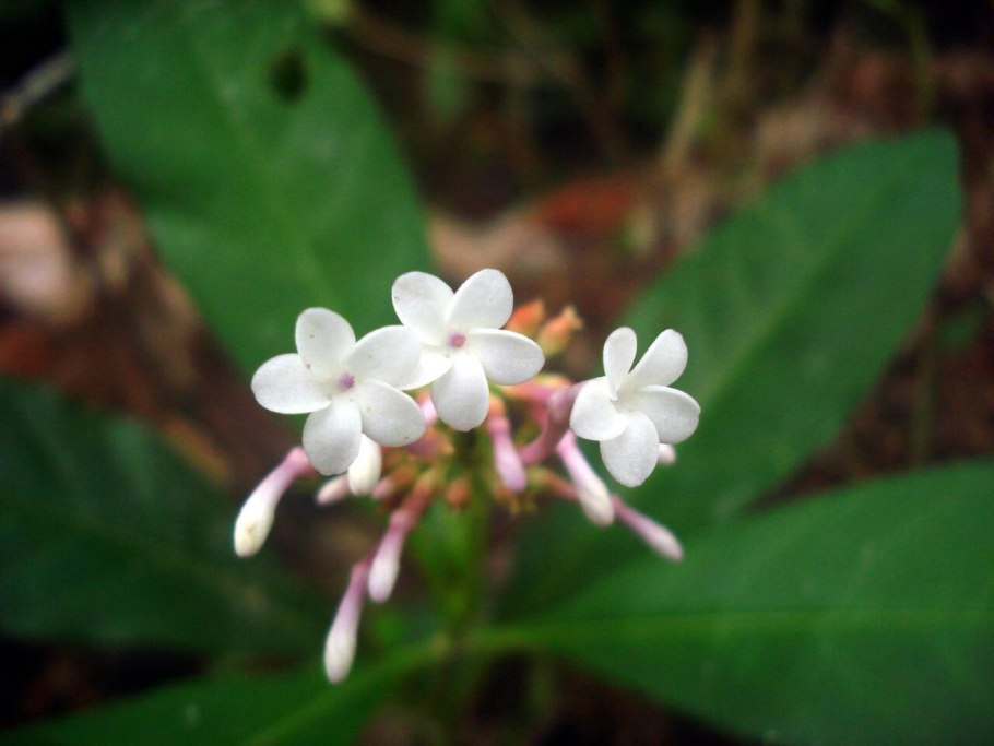 Раувольфия капсулы