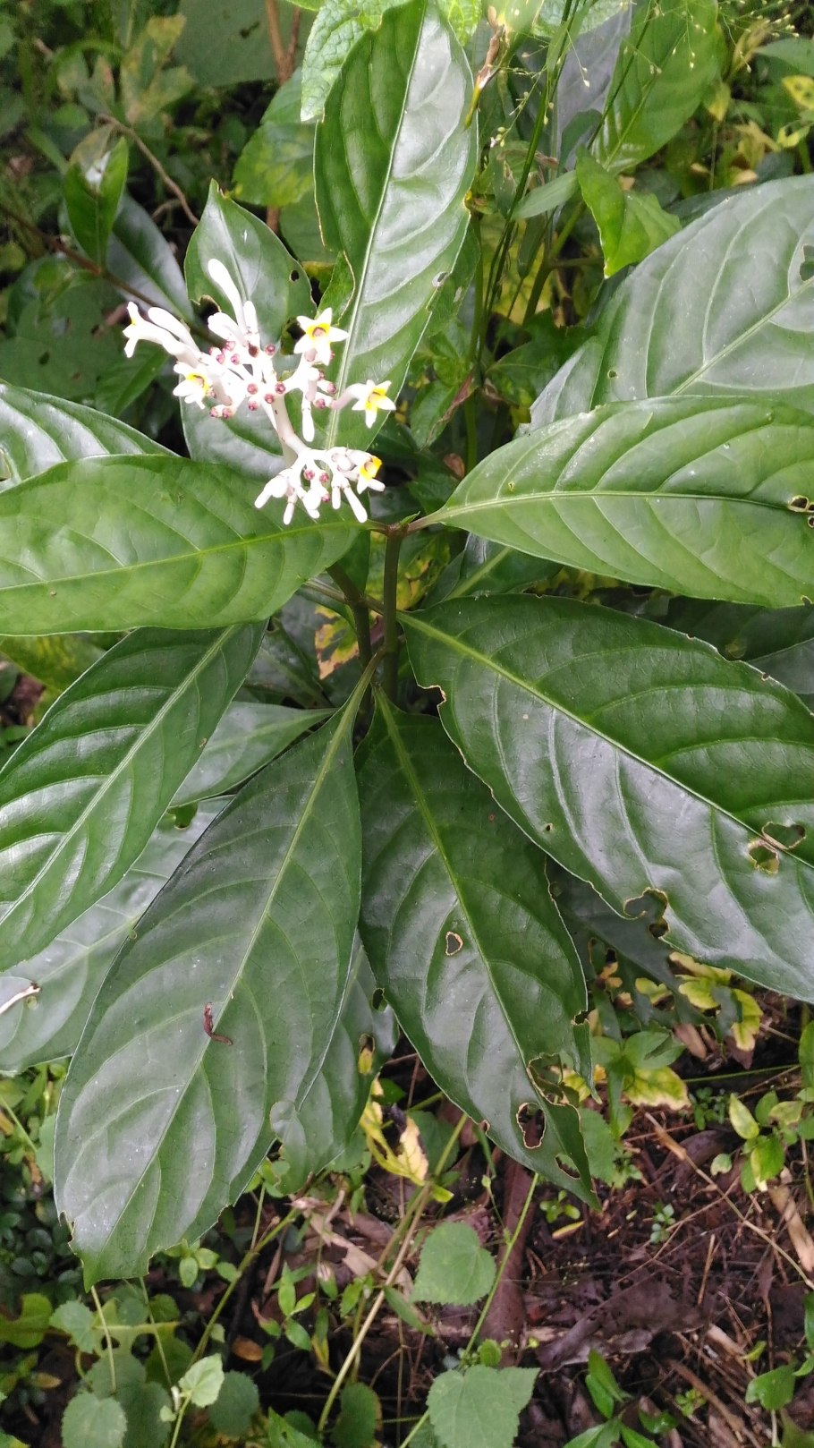 Chassalia curviflora