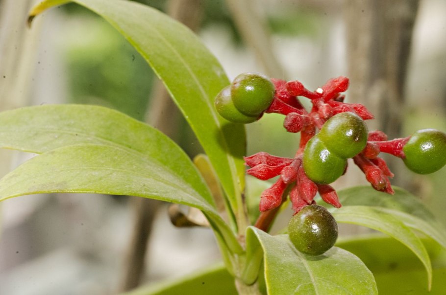 Раувольфия рвотная