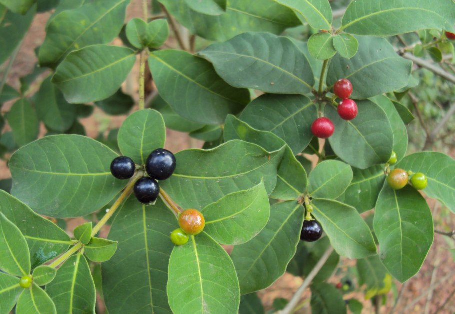 Раувольфия змеиная ботаника