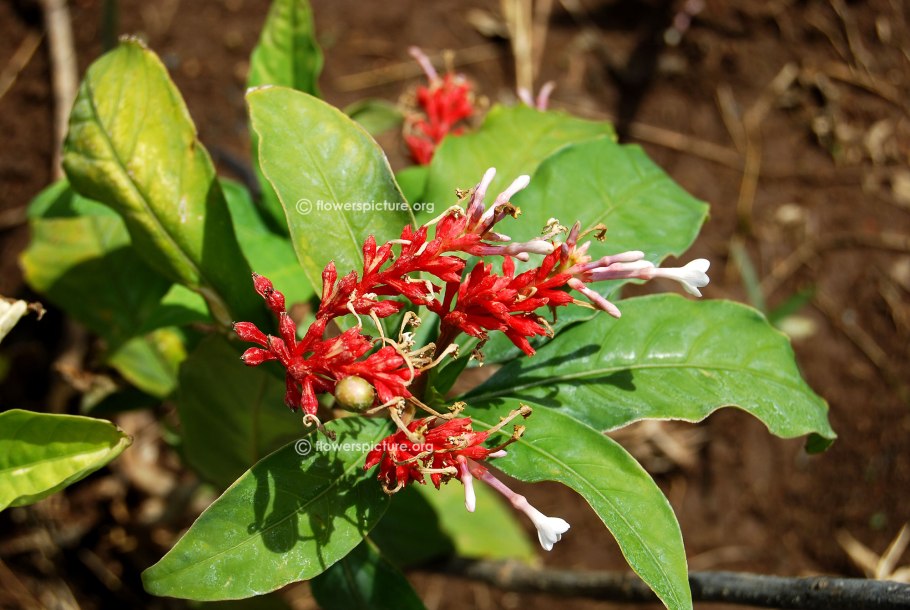 Раувольфия змеиная Фармакогнозия
