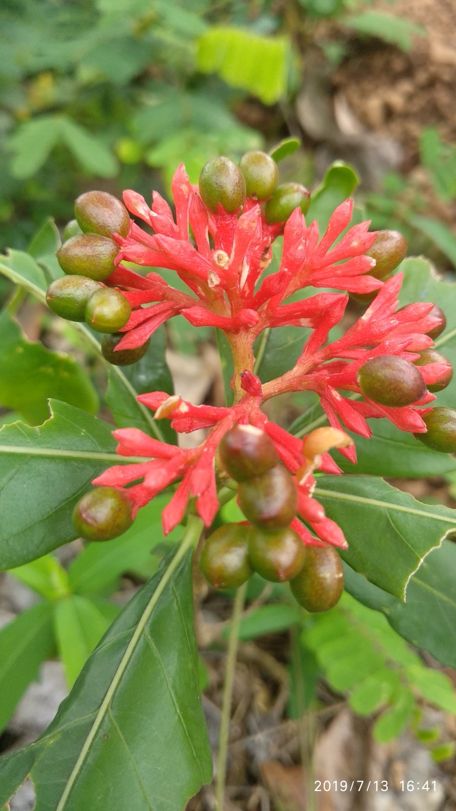 Цветки раувольфии змеиной