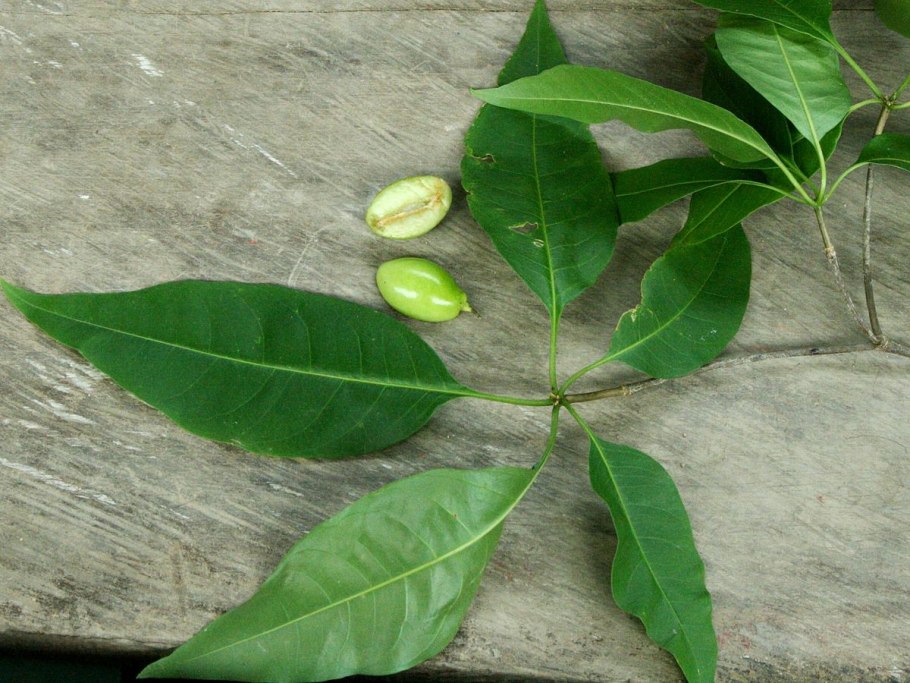 Жимолость реснитчатая