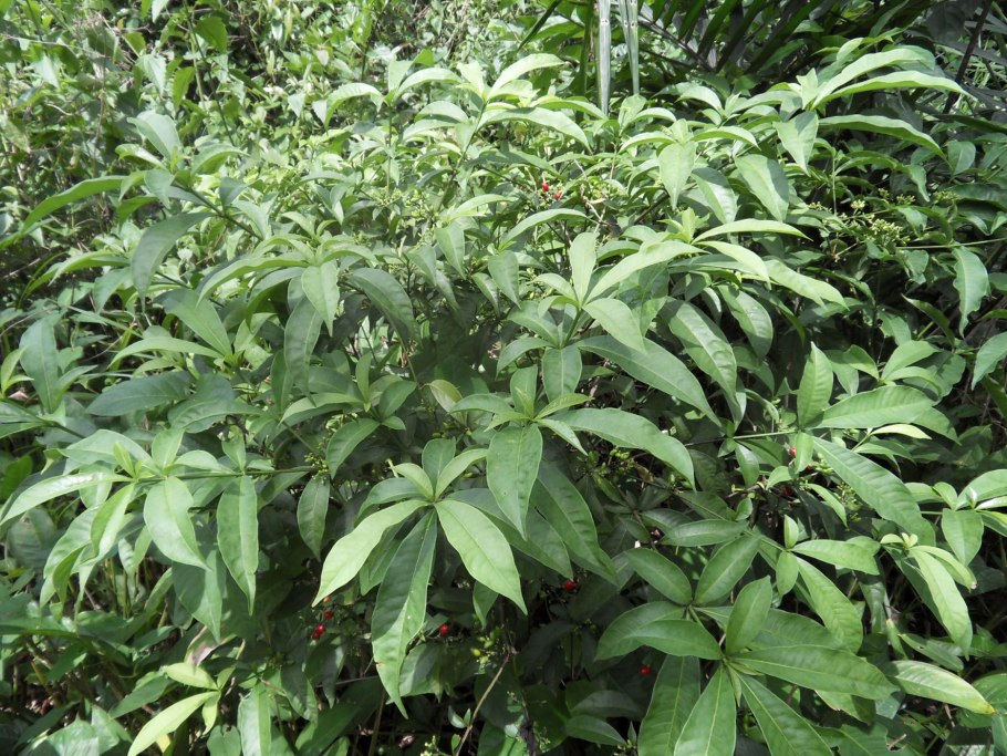 Цветки раувольфии змеиной